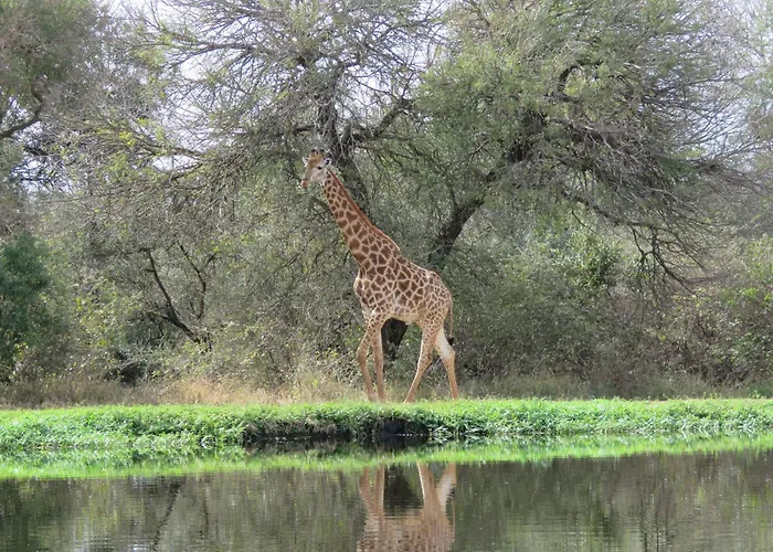 Wild Dog Guest Lodge