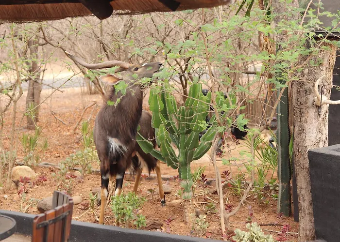 B&B African Rock Lodge